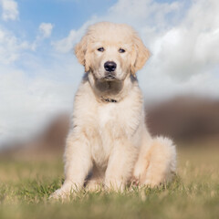 golden retriever puppy