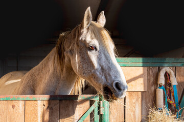 White Horse in the stable, hay. Nutrition, animal feed on the farm. Horse's portrait close up