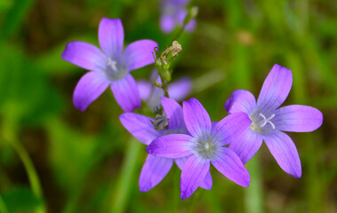 purple and blue bell flower on green grass background, close-up
