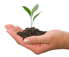 Close up of Sapling in hands
