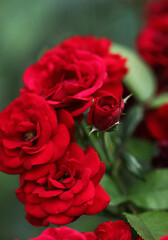 Red roses