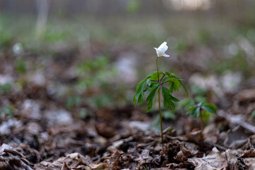 Beautiful wood anemones blooming. Wild anemone nemorosa growing and blooming in spring forest. Spring awakening in woods, first flowers	