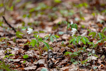 Beautiful wood anemones blooming. Wild anemone nemorosa growing and blooming in spring forest. Spring awakening in woods, first flowers	