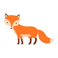 Obraz premium Standing fox isolated on a white background. Body side view, head in full face.
