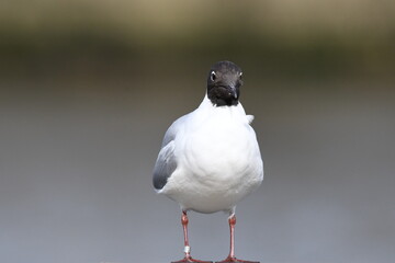 black headed gull