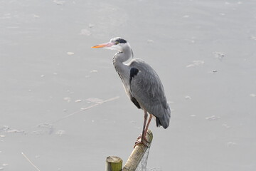 great blue heron