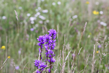 Purple campanula wildflowers on summer meadow in bloom. 