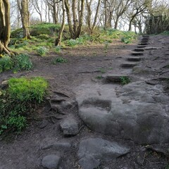 stream in the forest
