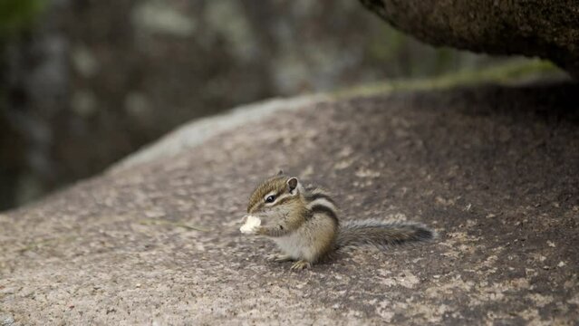 Small siberian chipmunk eats on rock boulder in forest. Wild scene from summer life of Siberian chipmunk in Siberia. Animal in forest taiga. Longitudinal stripes dismember body.