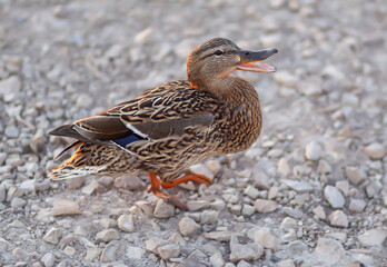Quacking wild duck outdoors. 