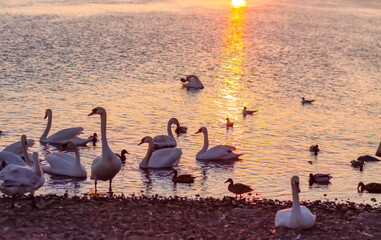 Wild swans swimming on the water in sunset warm light.  