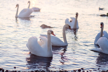 White swans swimming on water in sunset light. © pictures_for_you