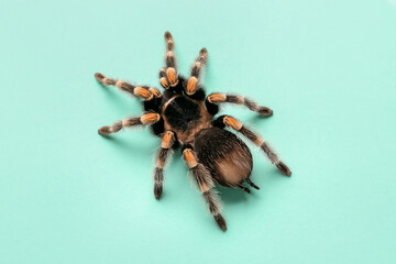 Scary tarantula spider on green background