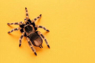 Scary tarantula spider on orange background