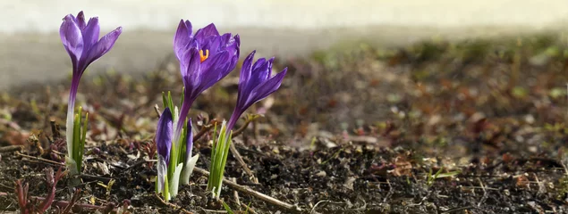 Zelfklevend Fotobehang Purple crocus flowers in a empty spring ground for background © Ortis