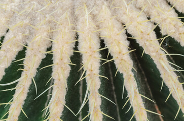Detalle espinas cactus macro