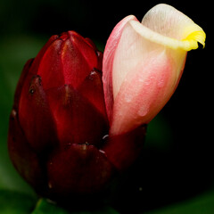 Cana-de-macaco, cana-do-brejo, cana-roxa, flor, planta
