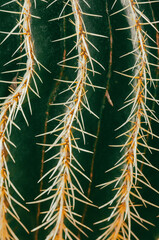 Detalle espinas cactus macro