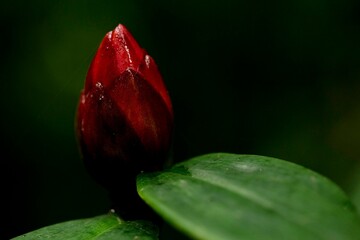 Flor da planta conhecida como Cana-do-Macaco. Mata Atlântica Brasileira, São Paulo, Brasil.