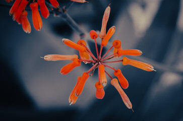 Flores Pita Real Aloe maculata