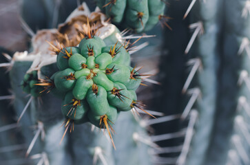 Hijo de cactus detalle macro