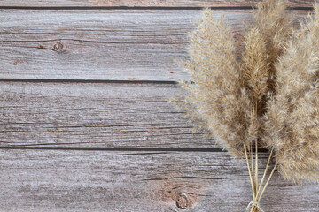 A bouquet of dried reeds (pampas grass) in pastel colors isolated on a wooden background with copy space. Top view.