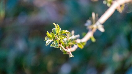 Leaf buds in the spring sun