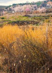 La primavera se despierta en los campos de Granada
