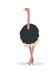 Big Ostrich bird staying on leg isolated on white background. African animal in zoo or wildlife. Flat or cartoon icon vector illustration for nature design.