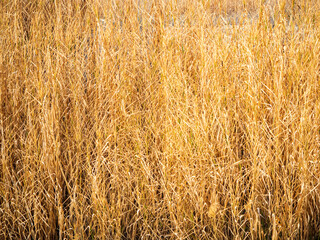 Flora silvestre dorada, en primavera