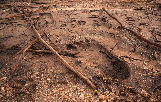 Footsteps and track in the muddy earth