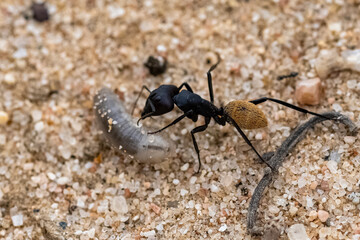 Namibia, ant eating a worm in the Namib desert, life cycle
