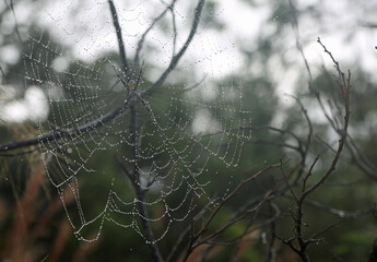 Yellow garden spider on web