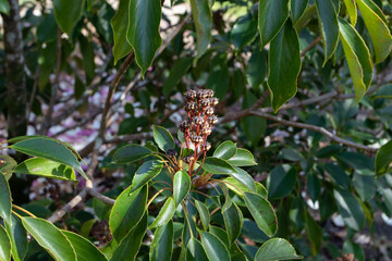 Trochodendron aralioides or wheel tree branches.