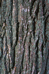 Bark of a tree. Bark tree texture. Bark pattern