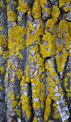 Bark of a tree with lichen. Bark tree texture. Bark pattern