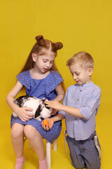 Fototapeta na wymiar little girl and boy on an isolated yellow background are stroking an Easter bunny and feeding the rabbit a carrot. Concept of Easter, children's zoo, children's farm, or petting farm. 
