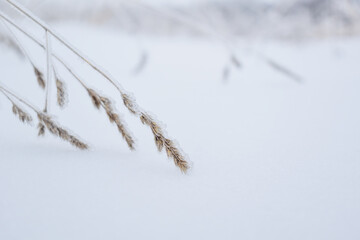 Spikes covered by snow