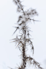 Plant covered by ice