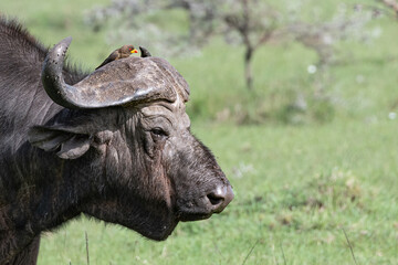portrait of a cape buffalo in the wild