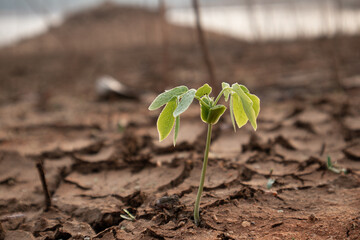 Green Plant Sprout in the Desert Soil