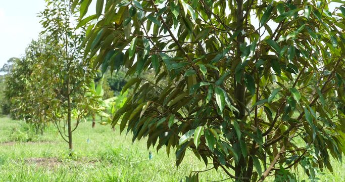 Durian tree in organic garden,Durian tree growing,tropical fruit on tree