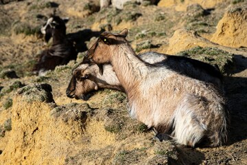 Obraz premium Goats resting in the dunes