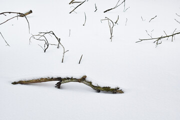 Forest branches in snow