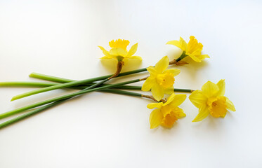 Bellissimo fiore di narciso giallo su sfondo bianco. Direttamente sopra.
