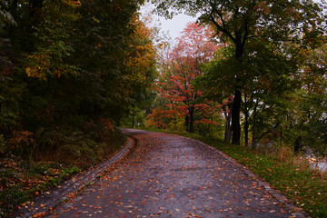 road in autumn forest, fall colors
