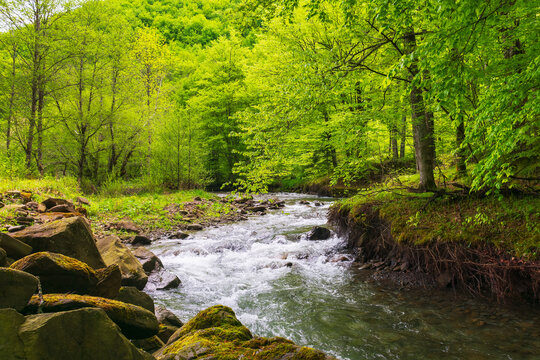rapid water stream in the beech forest. green landscape with rocks and trees on the shore. calm nature background in spring. vivid foliage on the branches above the brook