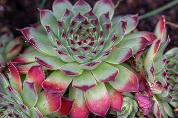 close up of a succulent plant