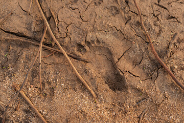 Footsteps and track in the muddy earth