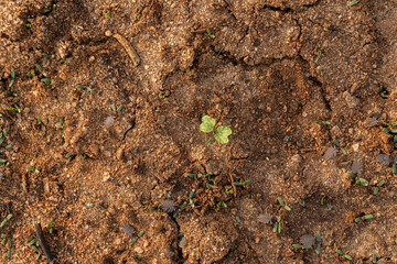 Green Plant Sprout in the Desert Soil